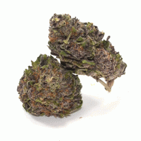 Buy Purple Haze Strain online in Cuba